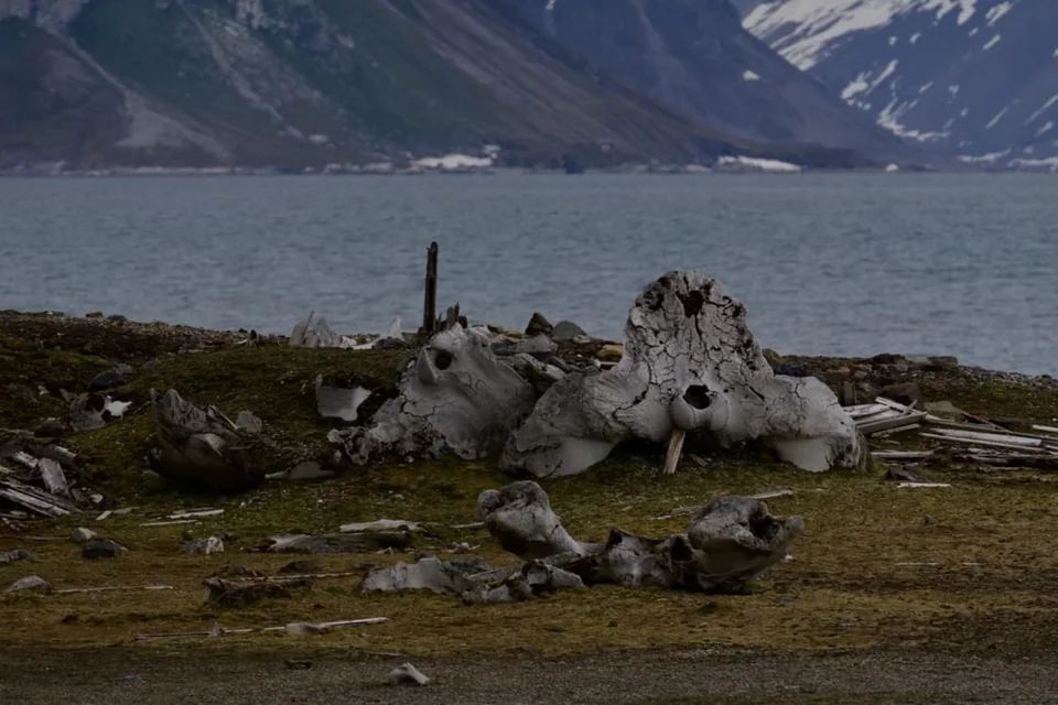 Rocky shoreline with weathered bones, water and mountains.